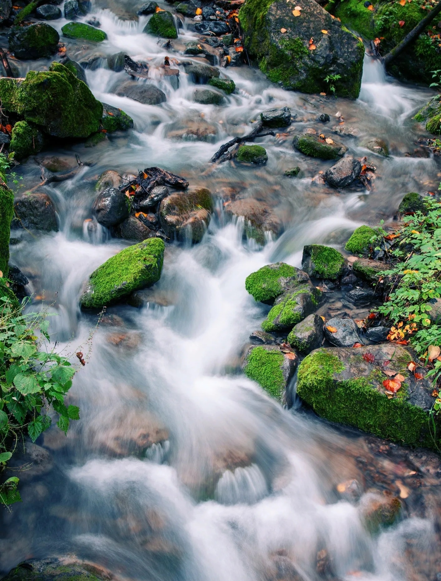 Sunlit forest stream flowing over rocks